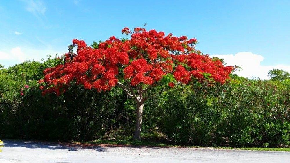 Oceanfrontier Hideaway Hotel Great Guana Cay Exterior foto